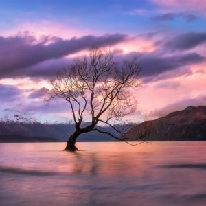 Visiting The Iconic Wanaka Tree