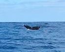 Whale Watching
