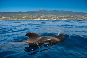 Where can I go Whale and Dolphin Watching in Tenerife?