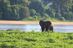 Wildlife Conservation in Zimbabwe