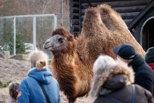 Copenhague: ingresso para o zoológico de Copenhague