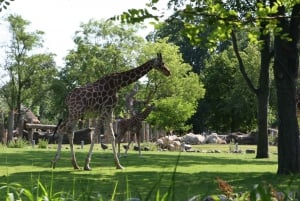 Kopenhaga: Bilet wstępu do zoo w Kopenhadze