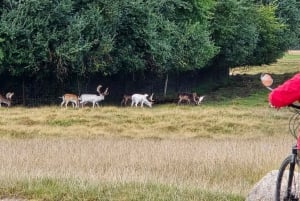 Copenhagen: Guided Tour Deer Park in Klampenborg