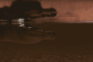 København: Hologram Zoo Australia-eventyr