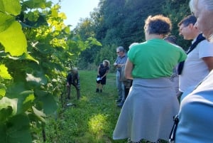 Copenhague: ruta de senderismo al Arco de Vejrhøj con cata de vino y almuerzo