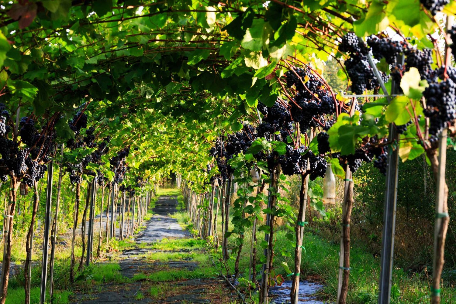 Outer Copenhagen: Guided Vineyard Tour with Wine Tastings