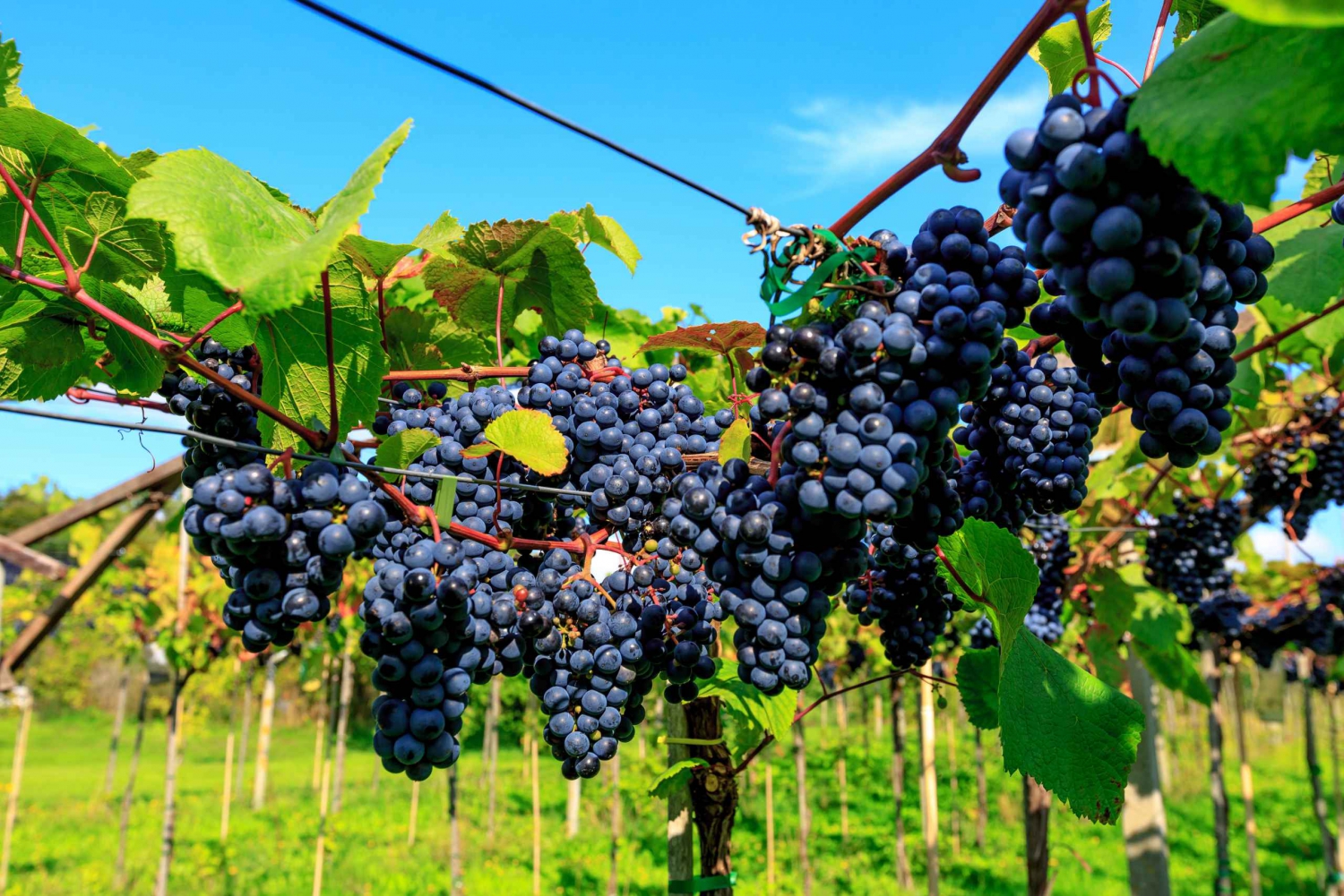 Outer Copenhagen: Guided Vineyard Tour with Wine Tastings