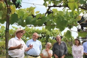 Outer Guided Vineyard Tour with Wine Tastings