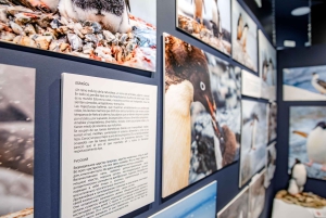 Antarctica Interactive Experience