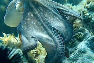 Barcelona Adventure: Hike, Snorkel and Jump in Costa Brava