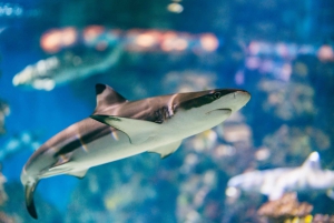 Barcelona: Hop-On/Hop-Off Bus & Aquarium-Tour