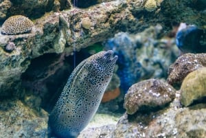 Barcelona: Hop-On/Hop-Off Bus & Aquarium-Tour