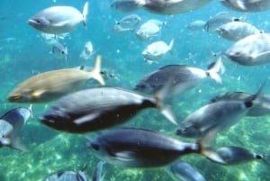 Costa Brava: Cala Murtra Katamaran - Super Unterwasserblick