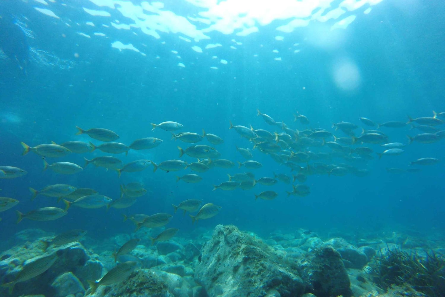 Da Barcellona: Tour privato della Costa Brava con pranzo