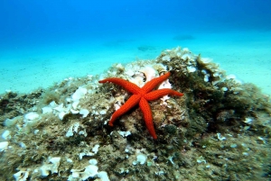 Barcelona: Tossa de Mar Scuba Diving & 3-Course Meal Tour