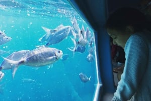 Depuis Roses : Croisière au Cap Norfeu et baignade