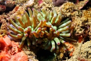 L'Escala: Introductory diving in the Montgri Nature Reserve