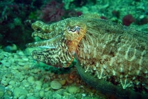 L'Escala: Ga duiken in het natuurreservaat Montgri