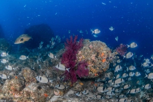 L'Estartit : Croisière dans les îles Medes avec plongée en apnée guidée