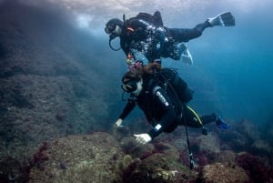 L'Estartit: Dykning og snorkling i Montgrí Naturpark