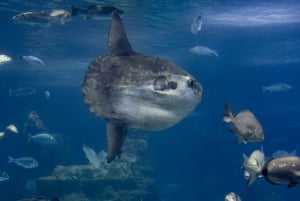 LLoret de Mar: Barcelona Day Trip with Aquarium Visit