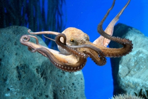 LLoret de Mar: Barcelona Day Trip with Aquarium Visit