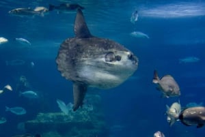 LLoret de Mar: Barcelona Day Trip with Aquarium Visit