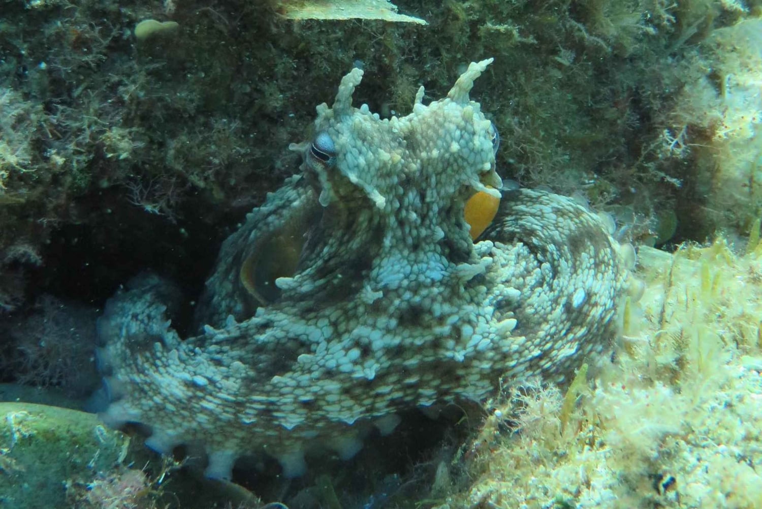 Lloret de Mar: Let Maret: Sukelluskokemus ei vaadita lisenssiä