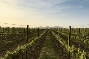 Pals: Odwiedź winiarnię Mas Geli i skosztuj wina