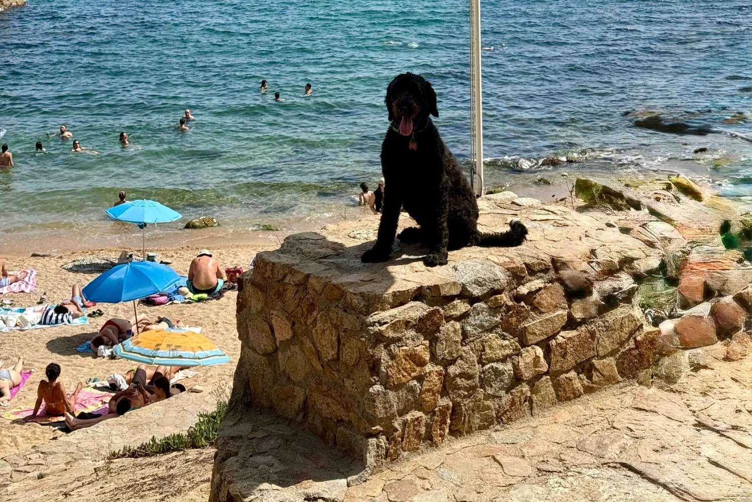 Частный тур в Жирону и Коста-Брава с милым собакой