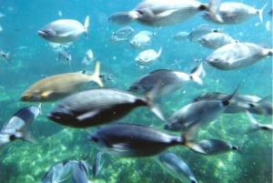 Rosor: Costa Brava Katamaranresa med undervattensutsikt