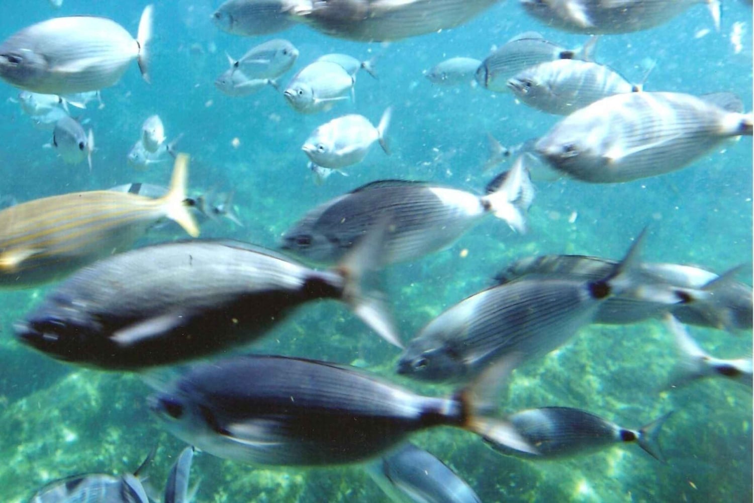 Róże: Rejs do Cala Murtra z podwodnymi widokami