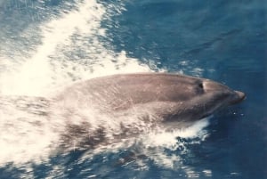 Róże: Rejs do Cala Murtra z podwodnymi widokami