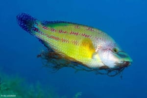 Roses: PADI Discover Scuba Diving Experience