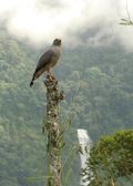 Costa Rican wildlife