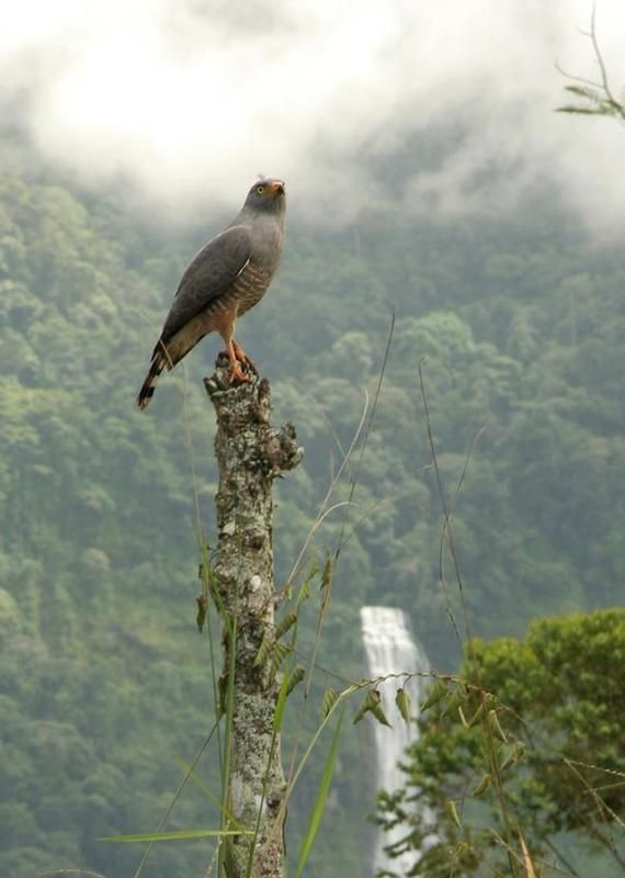 Costa Rican wildlife