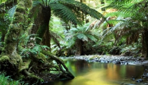 Surfers ready for the ocean