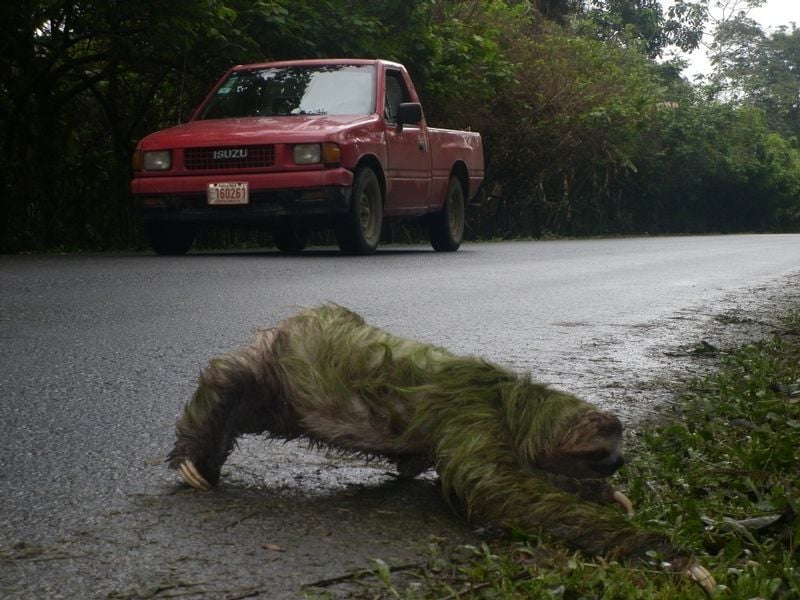 A sloth in Puerto Viejo