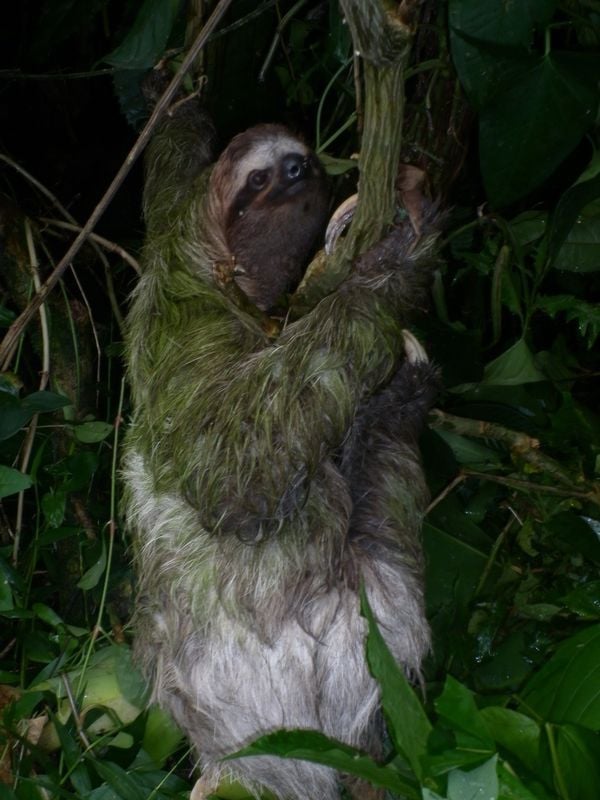 A sloth in Puerto Viejo