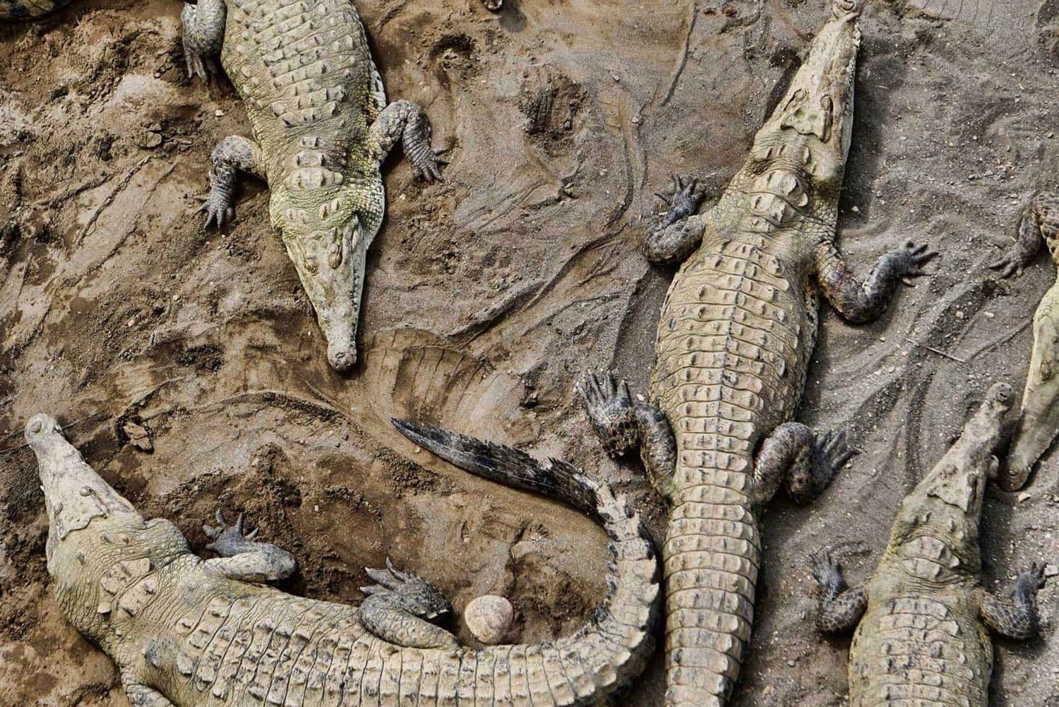 1 uur en 45 minuten Krokodillen Avontuur Tour in Tarcoles Rivier