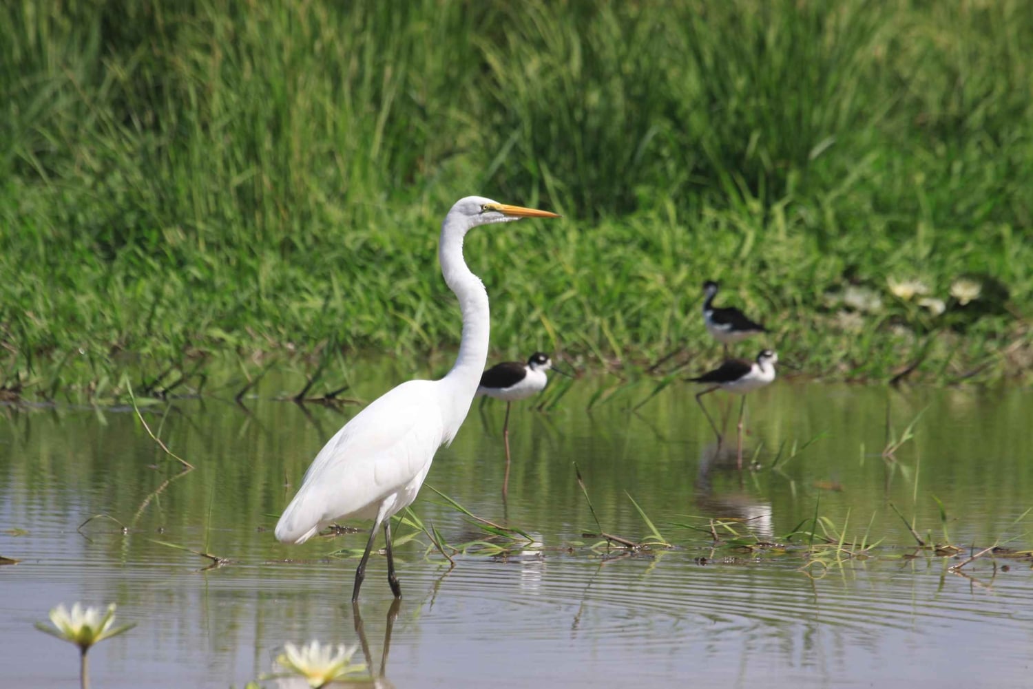 1 uur en 45 minuten Krokodillen Avontuur Tour in Tarcoles Rivier