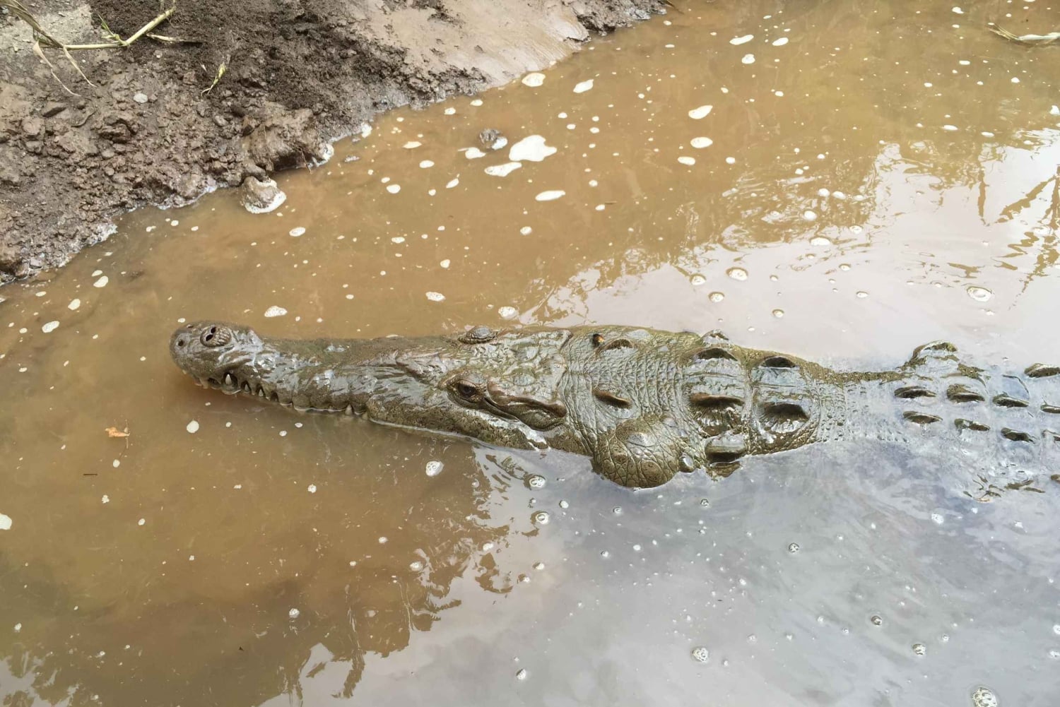 1 uur en 45 minuten Krokodillen Avontuur Tour in Tarcoles Rivier