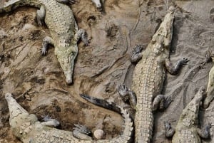 1 hour 45 minutes Crocodile Adventure Tour in Tarcoles River