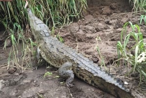 1 hour 45 minutes Crocodile Adventure Tour in Tarcoles River