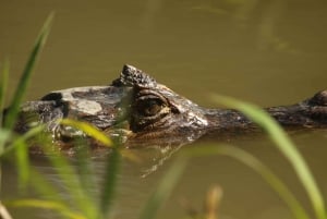 1 hour 45 minutes Crocodile Adventure Tour in Tarcoles River