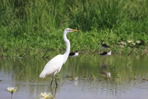 1 uur en 45 minuten Krokodillen Avontuur Tour in Tarcoles Rivier