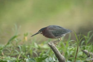 1 uur en 45 minuten Krokodillen Avontuur Tour in Tarcoles Rivier