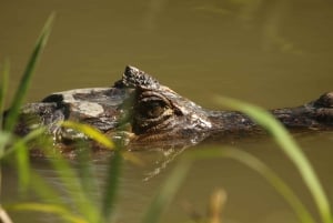 1 uur en 45 minuten Krokodillen Avontuur Tour in Tarcoles Rivier