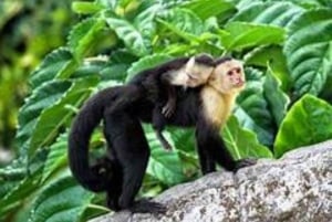 10 jours au Costa Rica Volcans, chutes d'eau, plages et plus encore