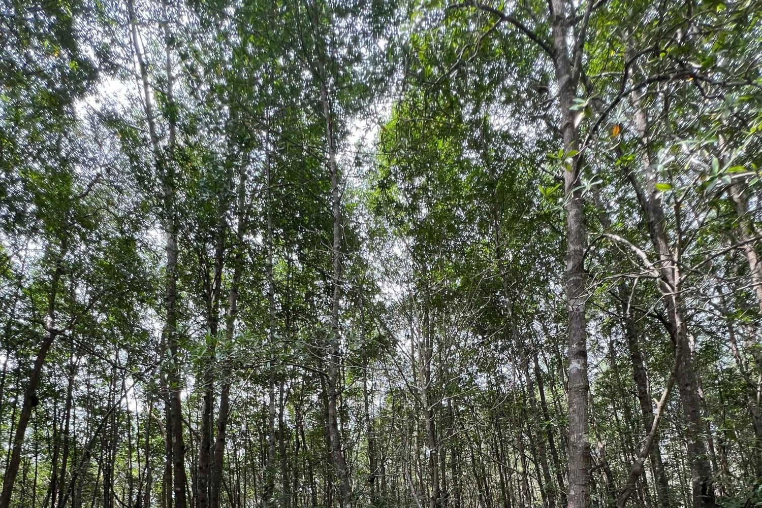 2 tunnin kajakkiretki Queposin mangroveissa – näe apinoita ja syö lounasta